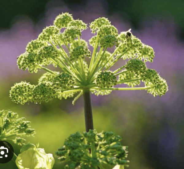 Angelica sinensis or Dong Quai plant (quart pot)